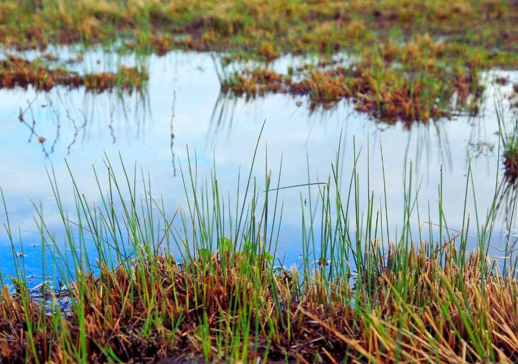 Comprehensive Analysis of India's Wetland Distribution: A State-wise Assessment of Aquatic Ecosystem Diversity