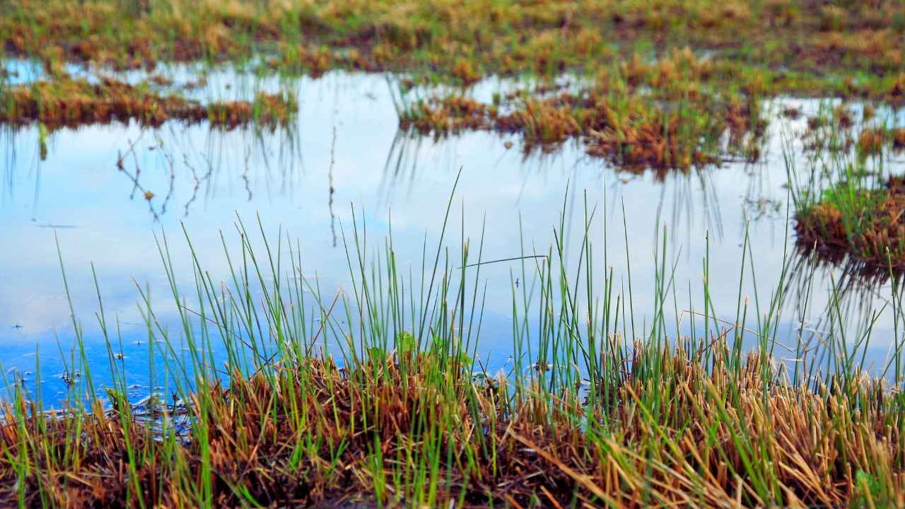 Comprehensive Analysis of India's Wetland Distribution: A State-wise Assessment of Aquatic Ecosystem Diversity